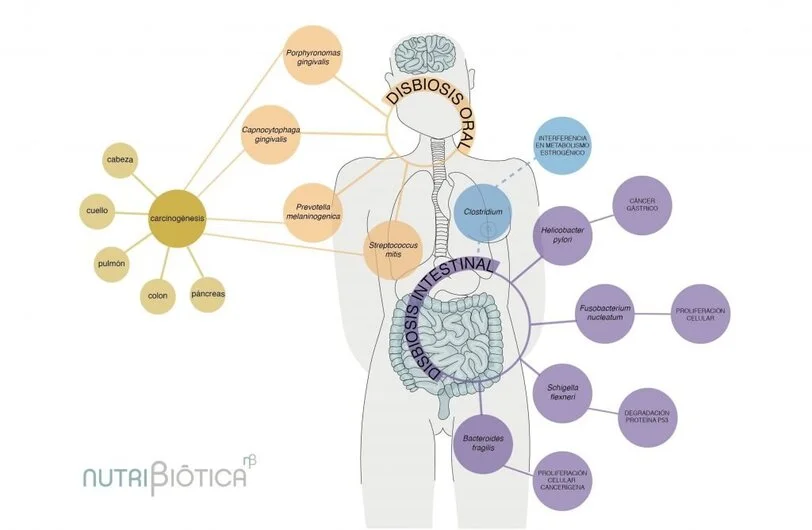 tipos de disbiosis