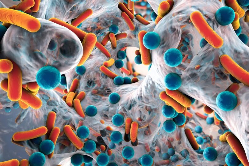 disbiosis microorganismos