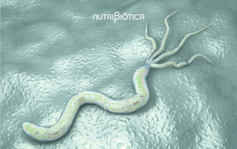 Infección por Helicobacter pylori: síntomas y tratamiento