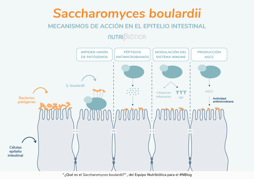 Saccharomyces boulardii Saccharomyces Cervisiae